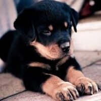 Rottweiler, Köpek  Reis fotoğrafı