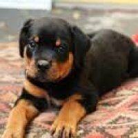 Rottweiler, Köpek  Reis fotoğrafı