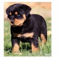 Rottweiler, Köpek  Reis fotoğrafı