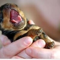 Rottweiler, Köpek  Reis fotoğrafı