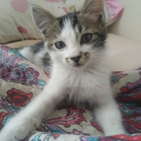 Tekir Kedi, Kedi  Eray fotoğrafı