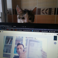 Tekir Kedi, Kedi  Eray fotoğrafı