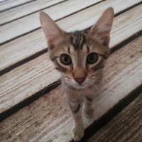 Tekir Kedi, Kedi  Siriyus fotoğrafı