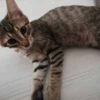 Tekir Kedi, Kedi  Siriyus fotoğrafı