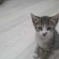Tekir Kedi, Kedi  6 fotoğrafı