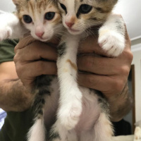 Tekir Kedi, Kedi  6 fotoğrafı