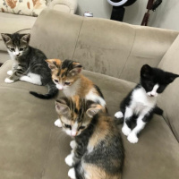 Tekir Kedi, Kedi  6 fotoğrafı