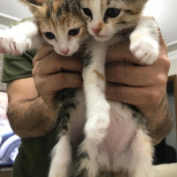 Tekir Kedi, Kedi  6 fotoğrafı