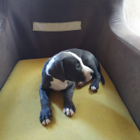 Dogo Arjantin, Köpek  Hera fotoğrafı