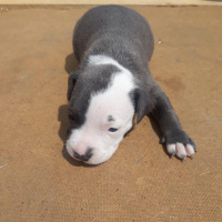 Dogo Arjantin, Köpek  Hera fotoğrafı