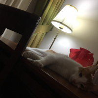 Sarman, Kedi  Tarçın fotoğrafı