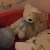 Sarman, Kedi  Leo fotoğrafı