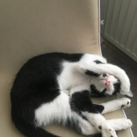 Tuxedo (Smokin) Kedi, Kedi  Tutku fotoğrafı
