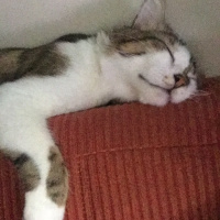 Tekir Kedi, Kedi  Haşhaş fotoğrafı