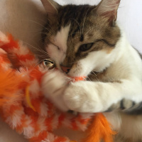 Tekir Kedi, Kedi  Haşhaş fotoğrafı