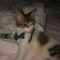 Tekir Kedi, Kedi  Pamuk fotoğrafı