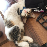 Tekir Kedi, Kedi  Pamuk fotoğrafı