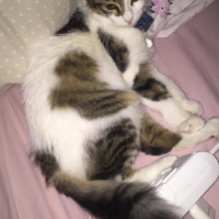 Tekir Kedi, Kedi  Pamuk fotoğrafı