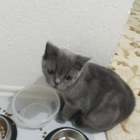 British Shorthair, Kedi  Mila fotoğrafı