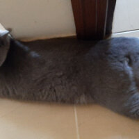 Scottish Fold, Kedi  OSCAR fotoğrafı