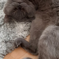 Scottish Fold, Kedi  OSCAR fotoğrafı