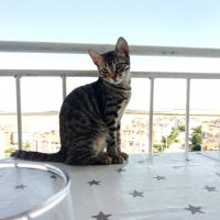 Tekir Kedi, Kedi  Boncuq fotoğrafı