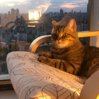 British Shorthair, Kedi  Leo fotoğrafı