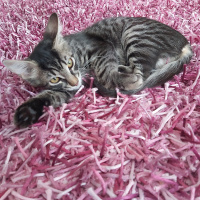 Tekir Kedi, Kedi  Pera fotoğrafı