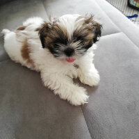 Shih Tzu, Köpek  Maya fotoğrafı