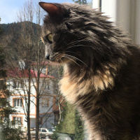 Tekir Kedi, Kedi  Karamel fotoğrafı