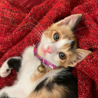 Tekir Kedi, Kedi  Şaziye fotoğrafı