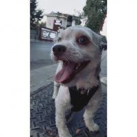 Cairn Terrier, Köpek  HERY fotoğrafı