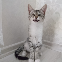 Tekir Kedi, Kedi  Reis fotoğrafı