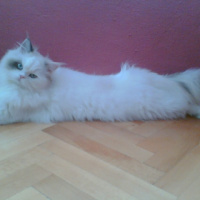 British Shorthair, Kedi  Coco ve Chanel fotoğrafı