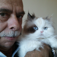 British Shorthair, Kedi  Coco ve Chanel fotoğrafı