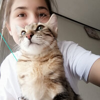 Tekir Kedi, Kedi  Lokum fotoğrafı