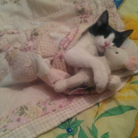 Tekir Kedi, Kedi  kuttili fotoğrafı