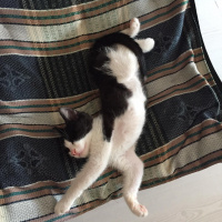 Tekir Kedi, Kedi  kuttili fotoğrafı