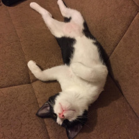 Tekir Kedi, Kedi  kuttili fotoğrafı