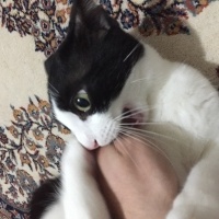 Tekir Kedi, Kedi  kuttili fotoğrafı