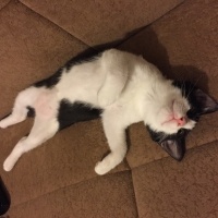 Tekir Kedi, Kedi  kuttili fotoğrafı