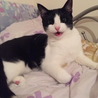 Tekir Kedi, Kedi  kuttili fotoğrafı