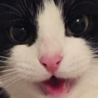 Tekir Kedi, Kedi  kuttili fotoğrafı