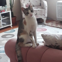 Tekir Kedi, Kedi  Maya fotoğrafı