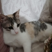 Tekir Kedi, Kedi  Maya fotoğrafı