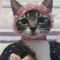 Tekir Kedi, Kedi  şeker fotoğrafı