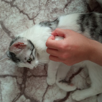 Tekir Kedi, Kedi  Göbüş fotoğrafı