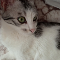 Tekir Kedi, Kedi  Göbüş fotoğrafı