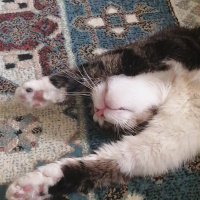 Tekir Kedi, Kedi  Duman Tatlıpati fotoğrafı