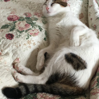 Tekir Kedi, Kedi  Boncuk fotoğrafı